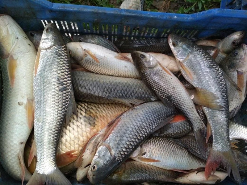 भागलपुर में आप किसी भी जगह बैठकर मंगवा सकते हैं कम समय में सस्ती देसी मछली, चालू हुआ FISH KIOSK