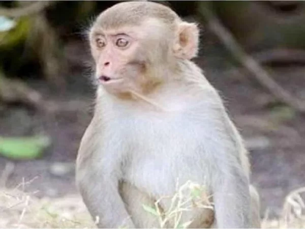 भागलपुर के इन इलाको में बंदरों ने मचाया आतंक, कई बच्चे अस्पताल में हुए भर्ती.