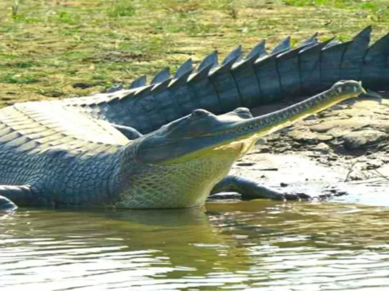 Bihar Tourism, Crocodile in River Ganga