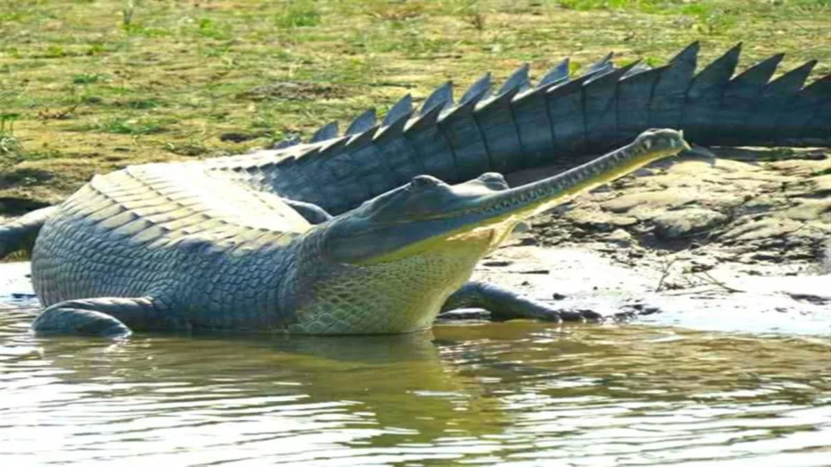 Bihar Tourism, Crocodile in River Ganga