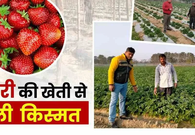 Success Story, Bihar Success Story, Virendra strawberry