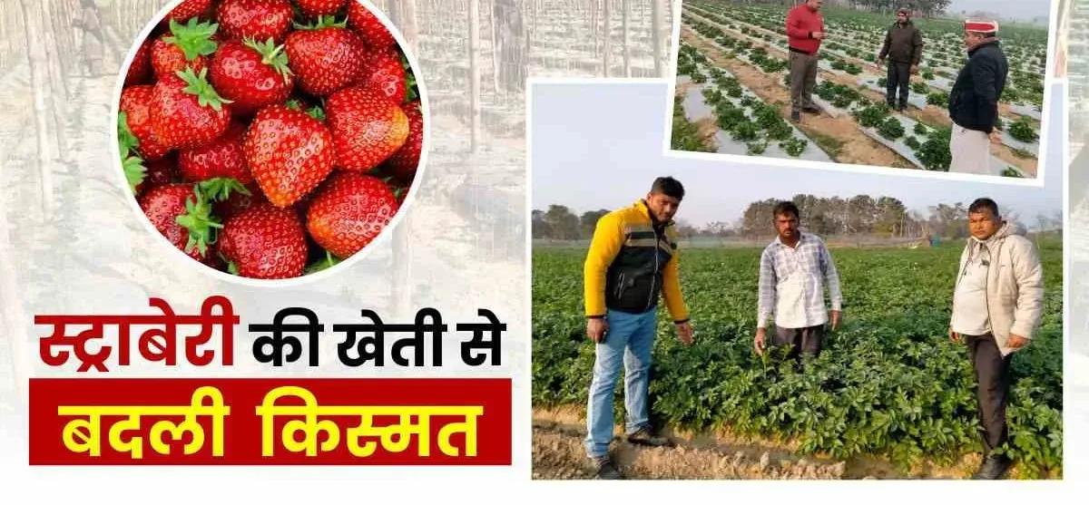 Success Story, Bihar Success Story, Virendra strawberry