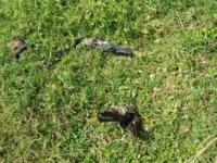 सुल्तानगंज में 5 दिन में गिरे 100 से ज्यादा कौवे, जांच के लिए टीम नहीं पहुंची तो डरे गांव वाले