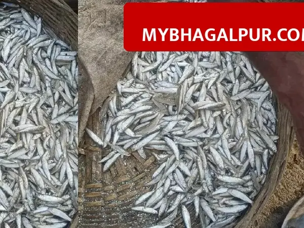 भागलपुर से साहिबगंज तक गंगा में मछलियों पर गहराया संकट, 114 में से 31 प्रजातियां हुई गायब